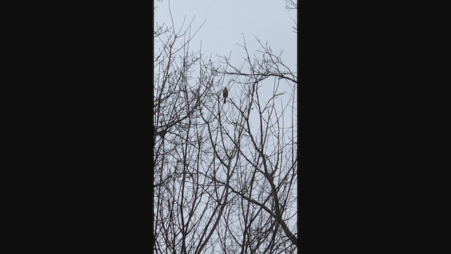 Northern Cardinal - ML219115981