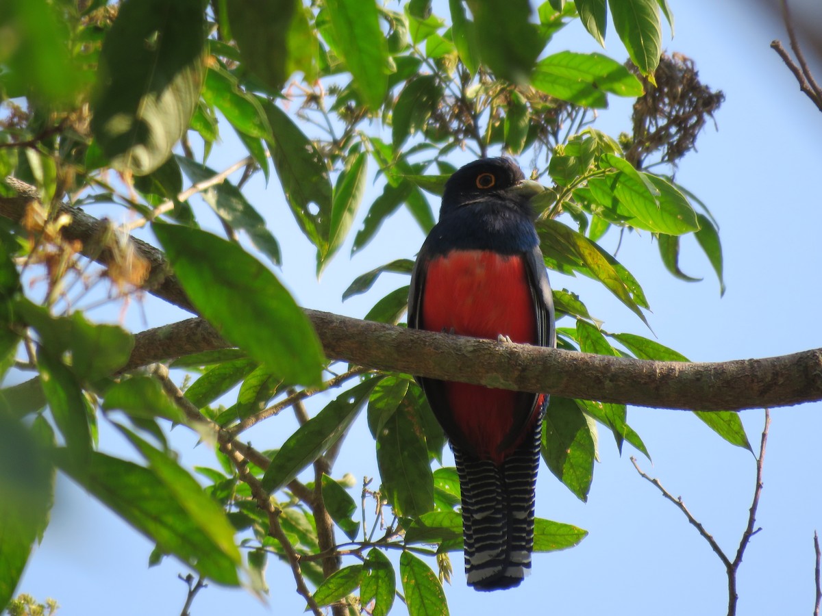 Blue-crowned Trogon - ML219115991