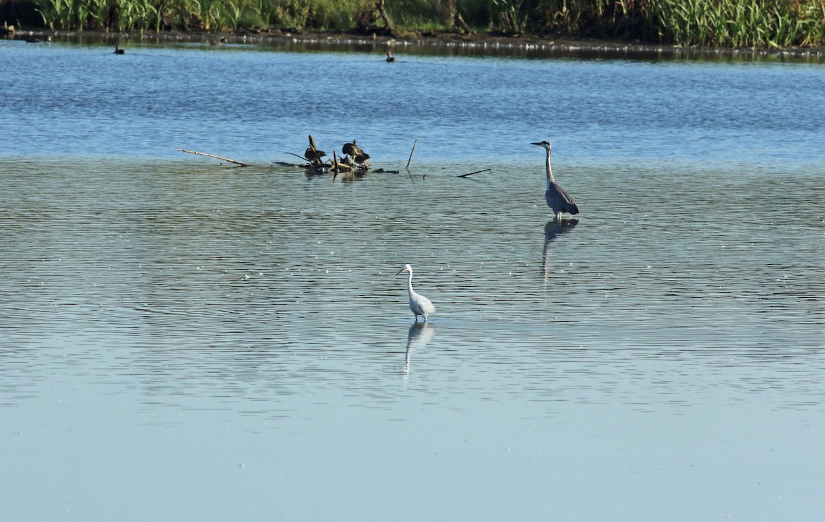 Gray Heron - ML219116091