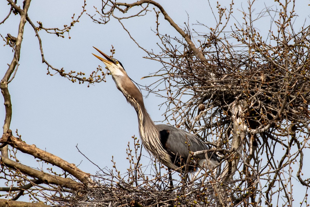 Great Blue Heron - Brian Ratledge