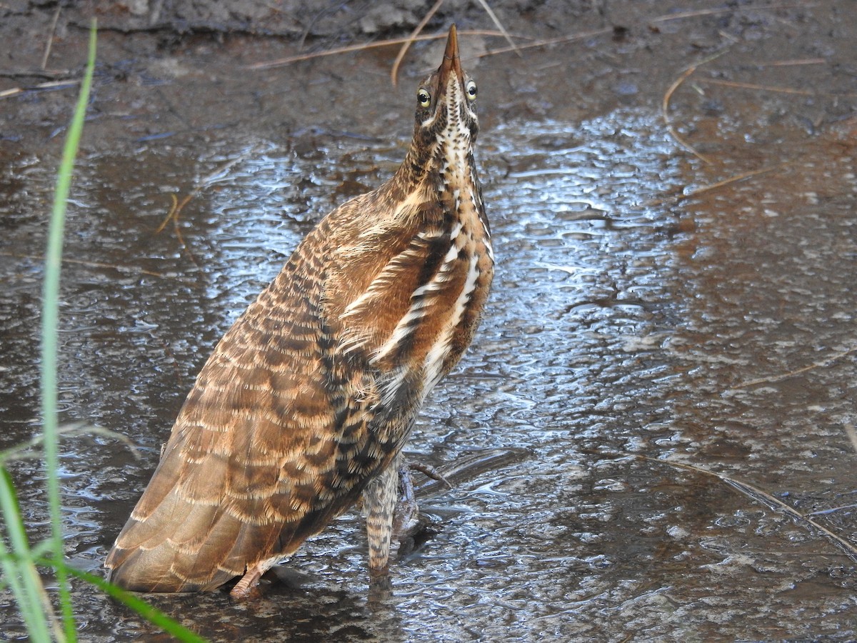 Black Bittern - John  Armstrong