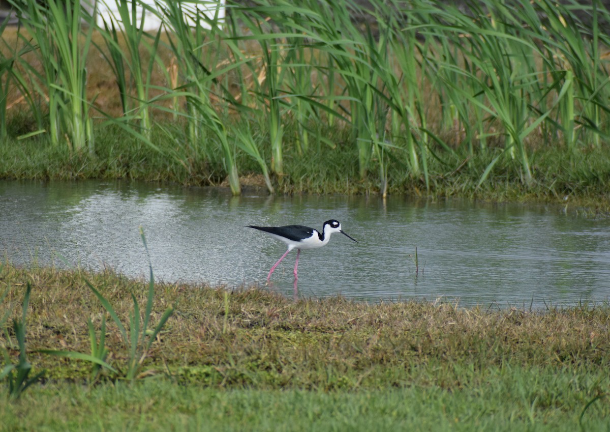 Black-necked Stilt - ML219116791