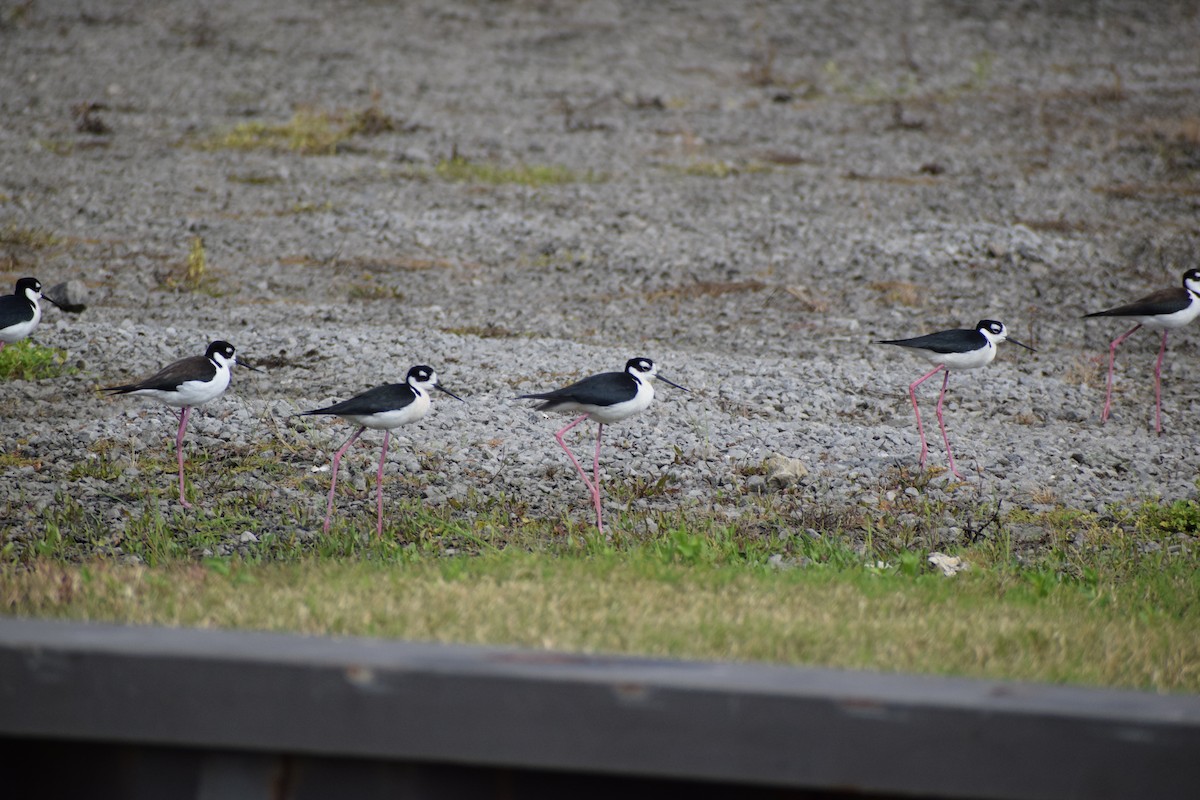 Black-necked Stilt - ML219116961