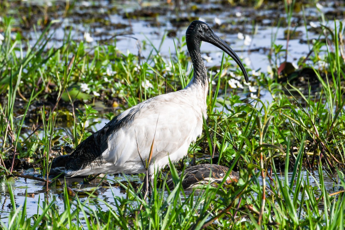 ibis australský - ML219117721