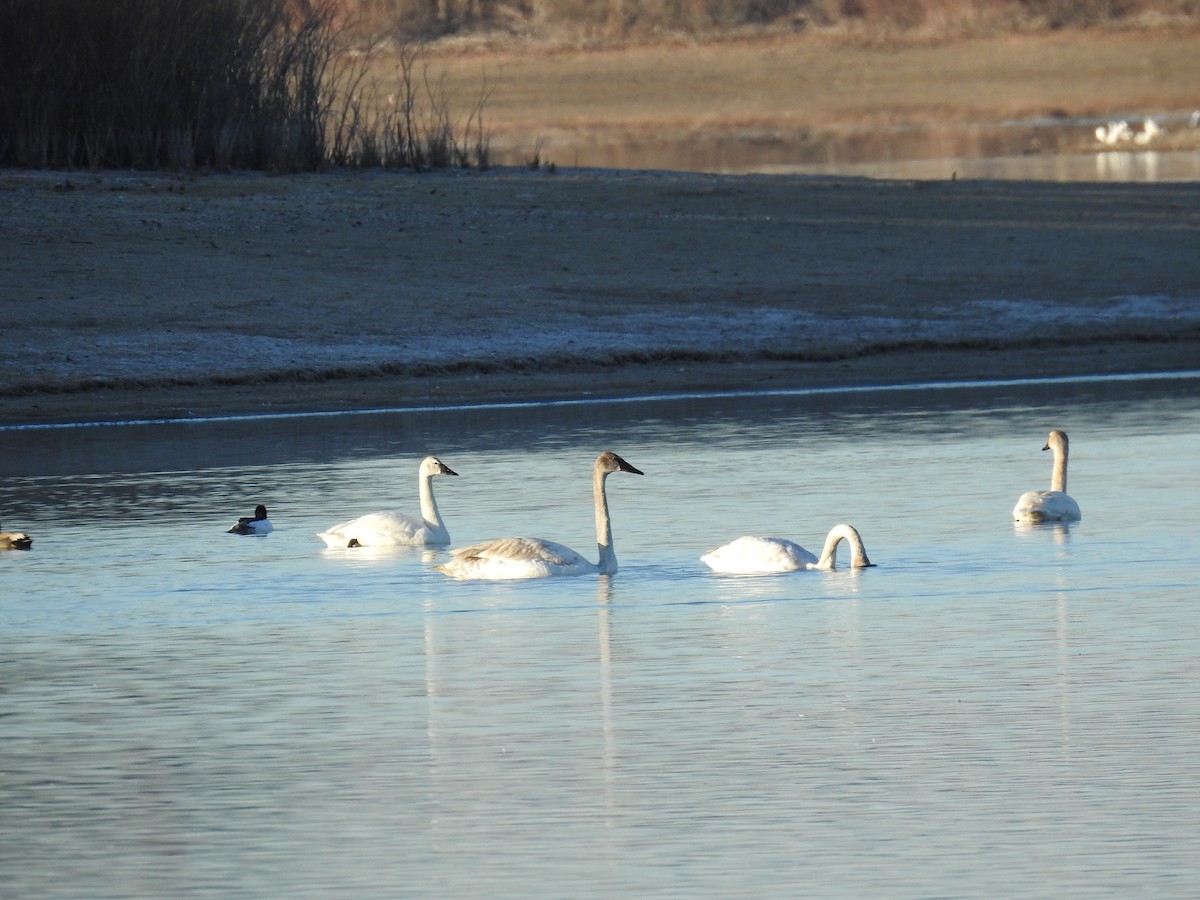 Tundra Swan - ML219118181