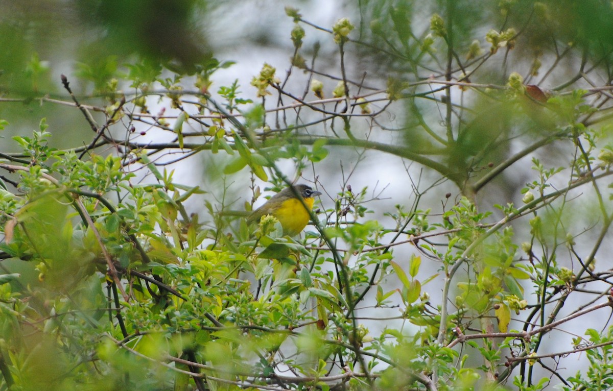 Yellow-breasted Chat - ML219119361