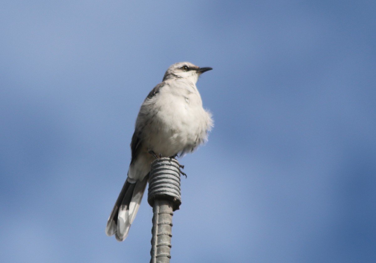 Tropical Mockingbird - Eric Lind