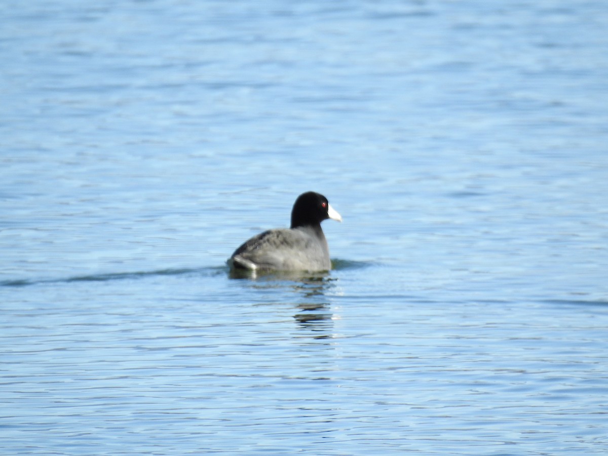 American Coot - ML219119711