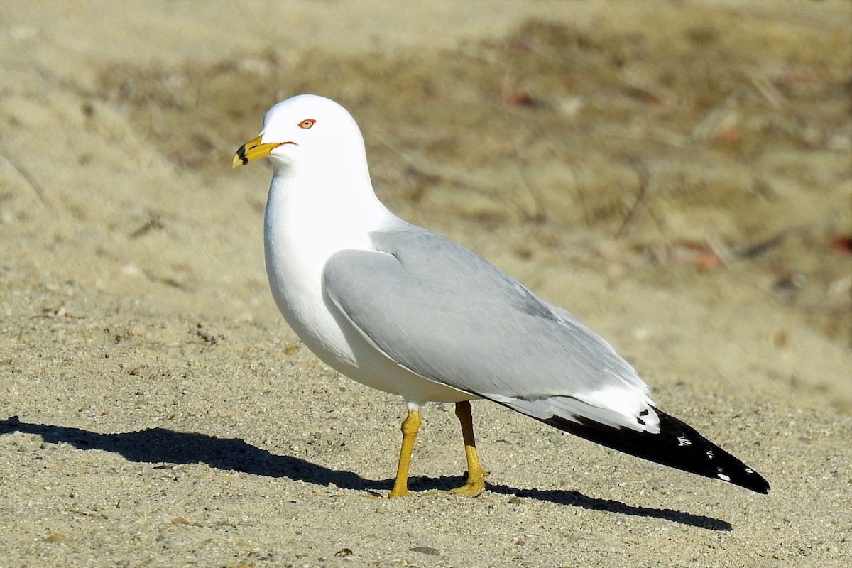 Ring-billed Gull - ML219119871