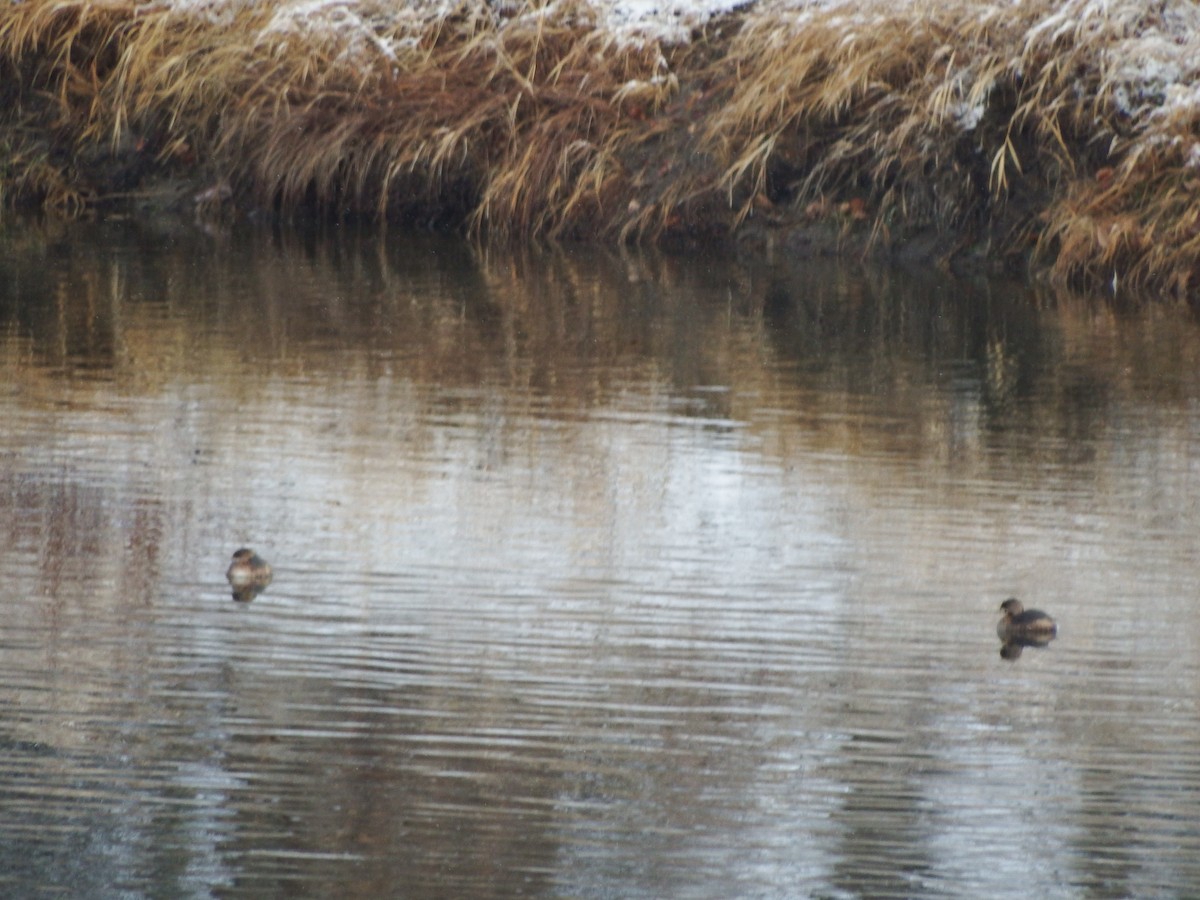 Pied-billed Grebe - ML21912001