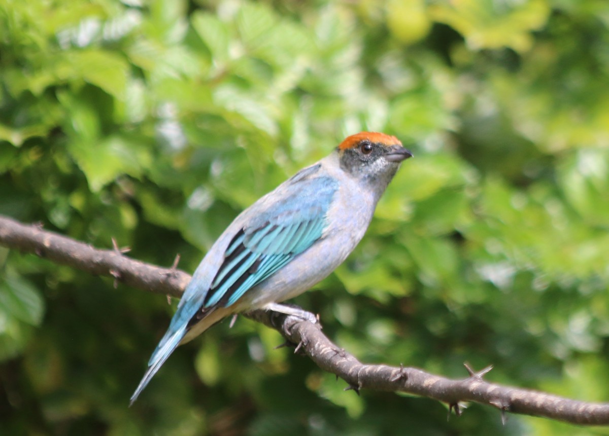 Scrub Tanager - Eric Lind