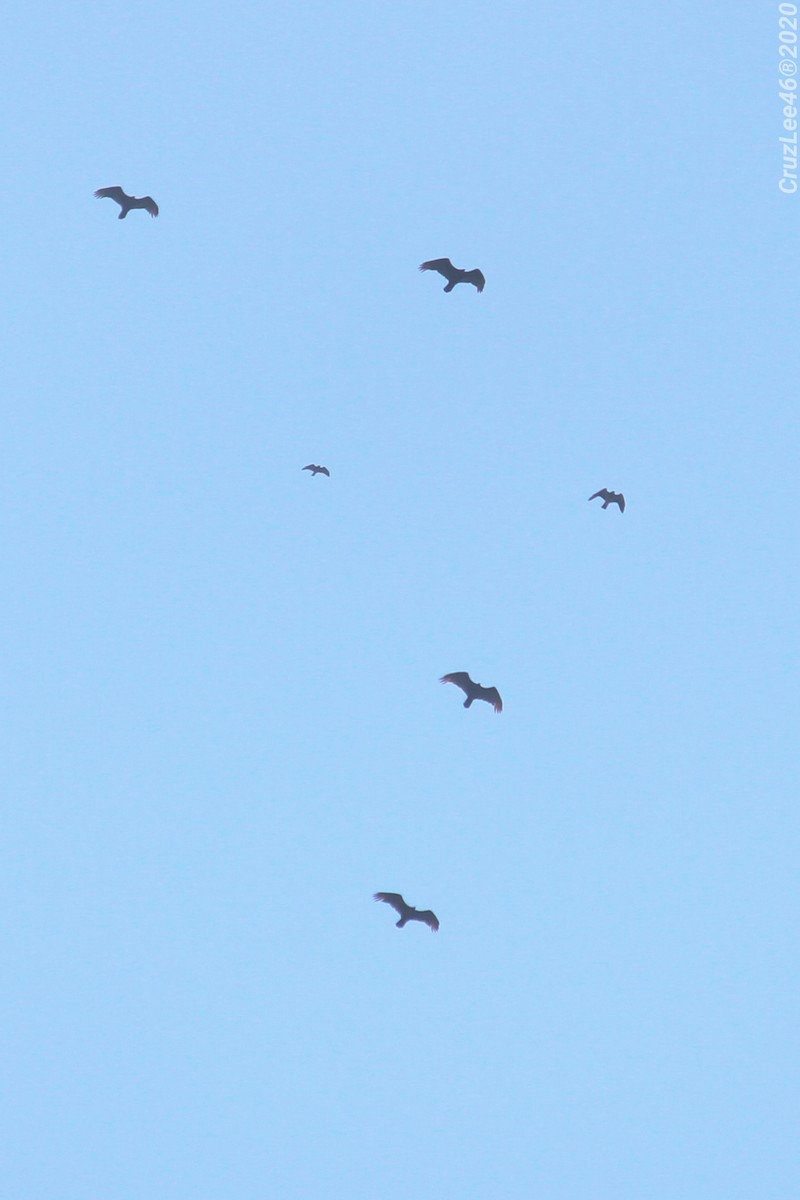 Turkey Vulture - ML219122241