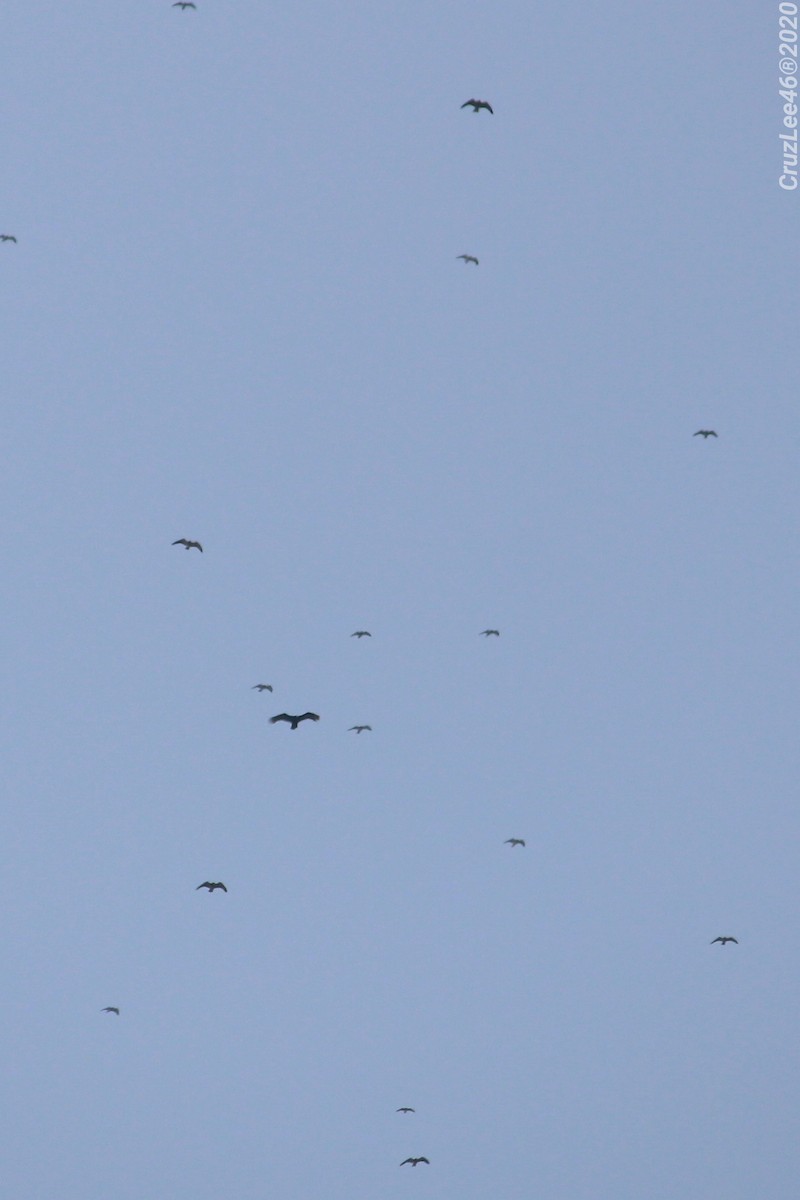 Turkey Vulture - ML219122301