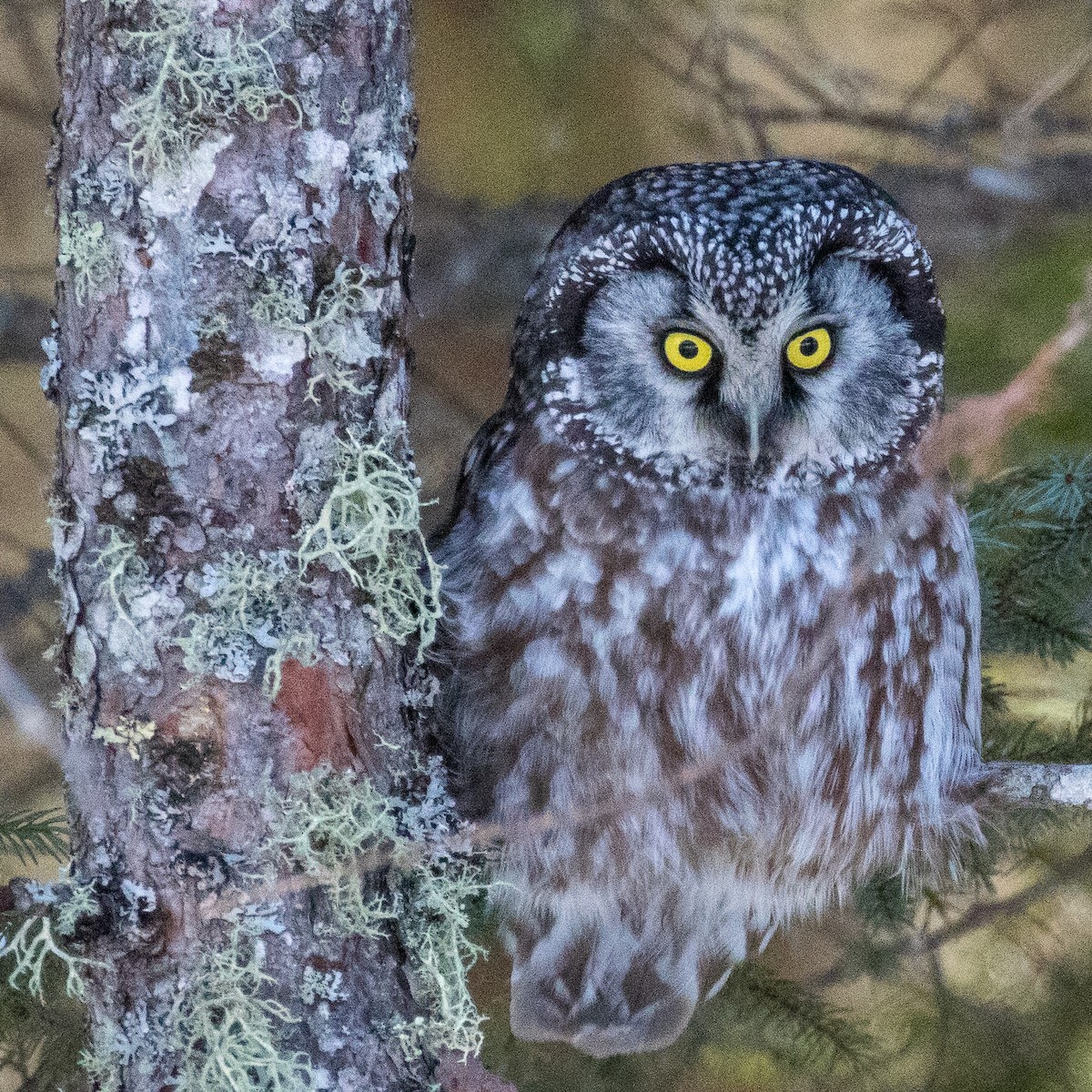 Boreal Owl - ML219123081