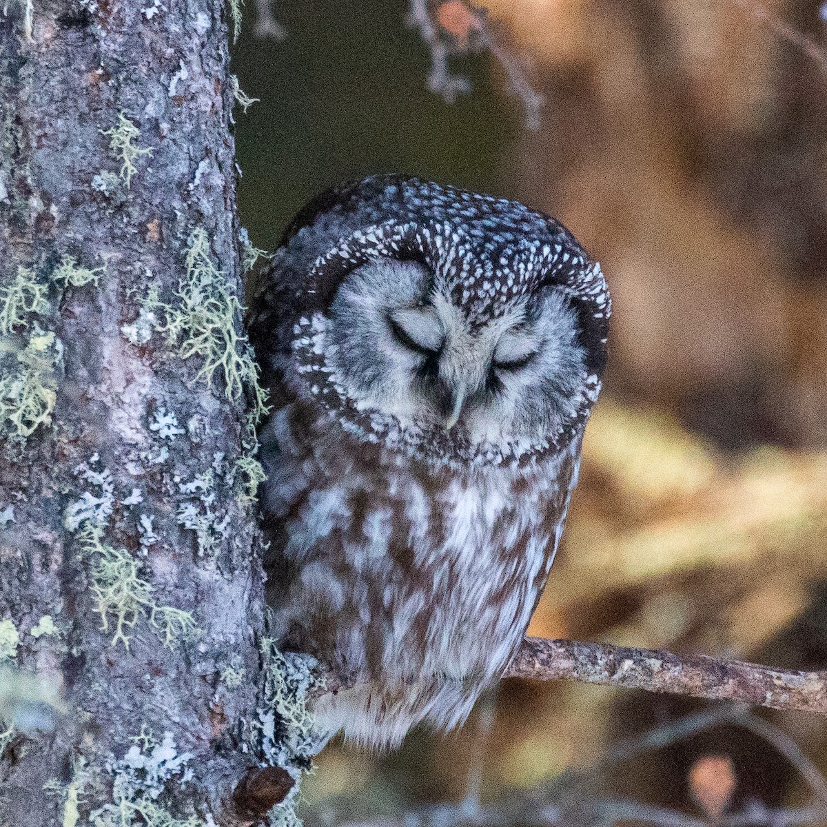 Boreal Owl - ML219123201