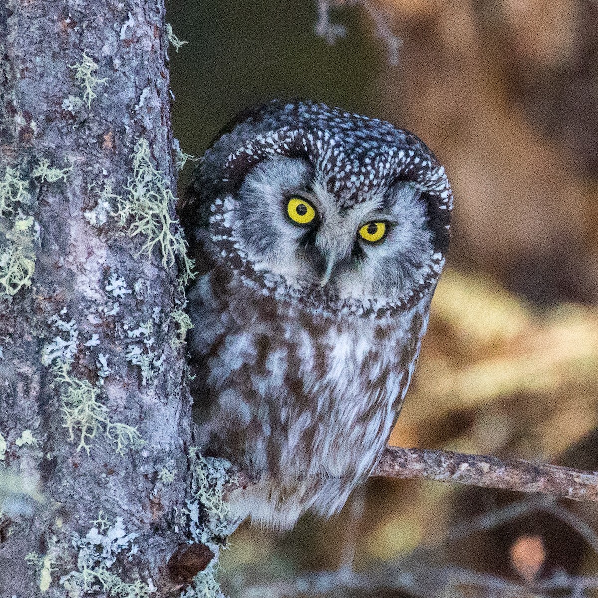 Boreal Owl - Steve McInnis