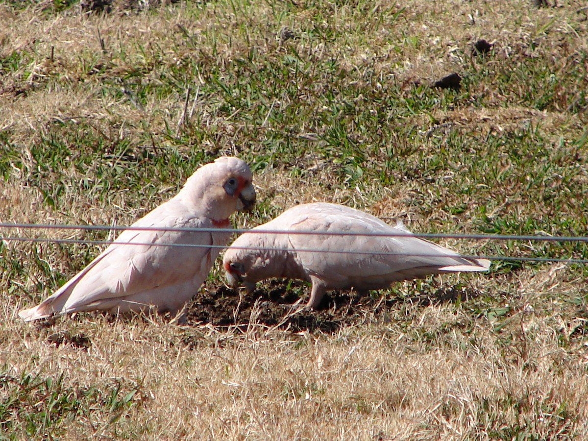 Long-billed Corella - Stephan Lorenz