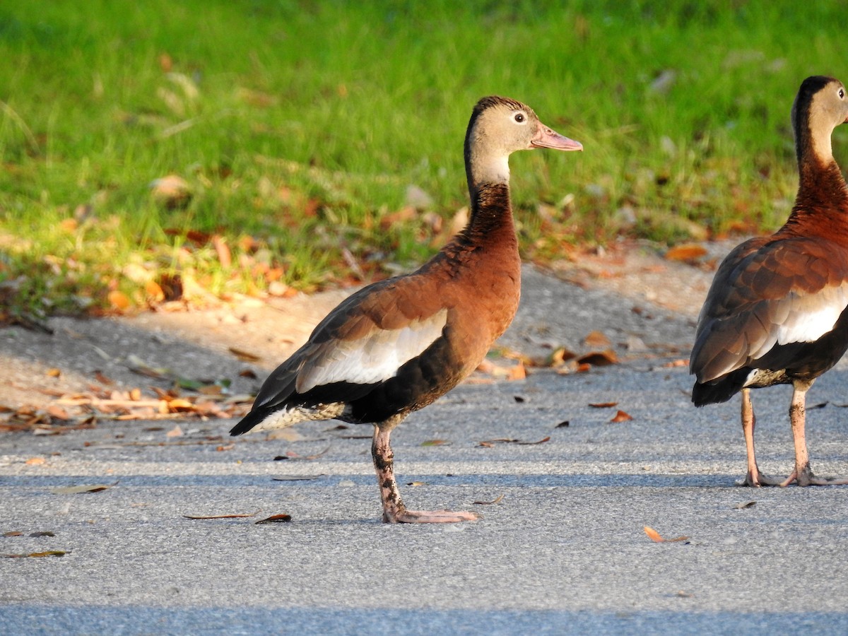 Black-bellied Whistling-Duck - S. K.  Jones