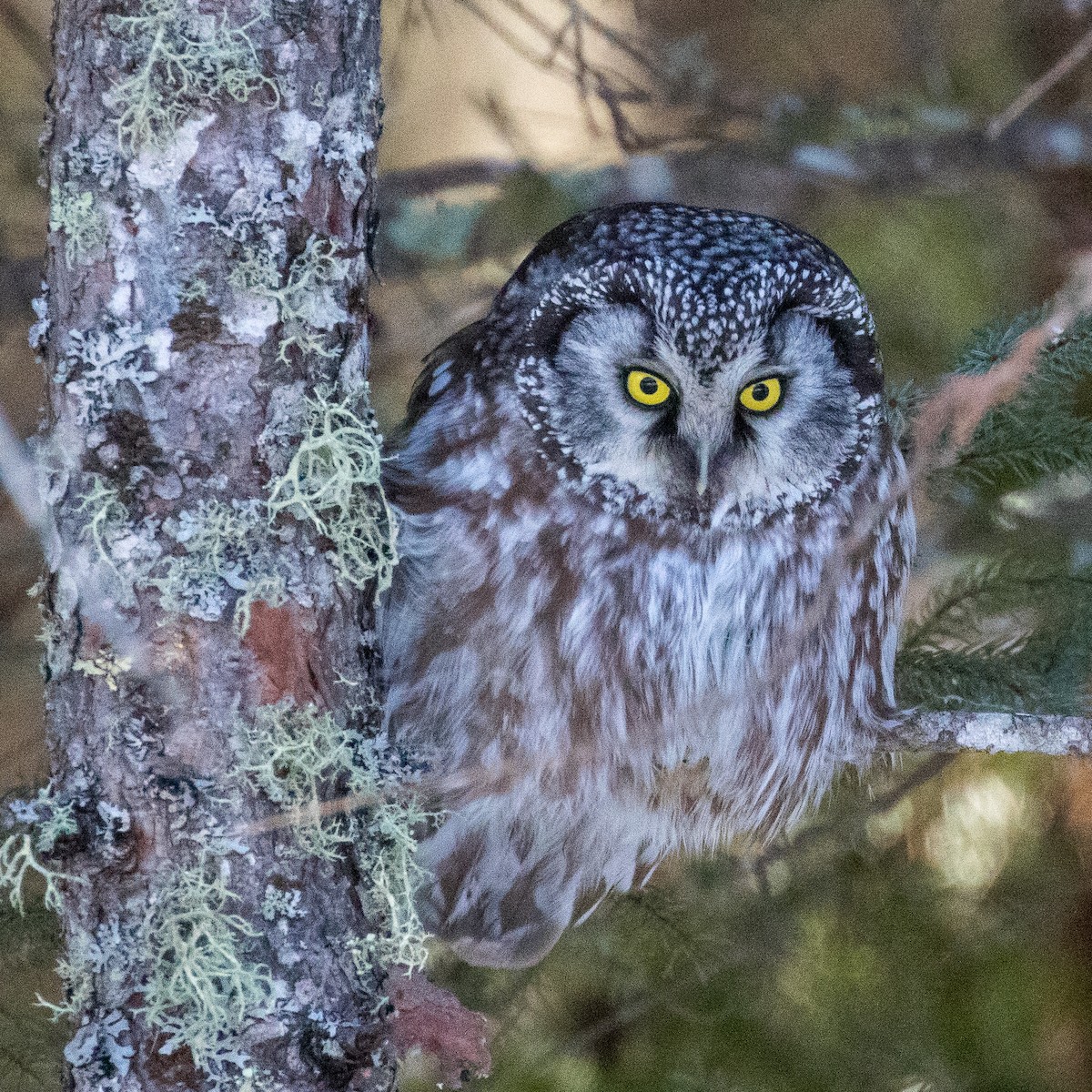 Boreal Owl - ML219123871