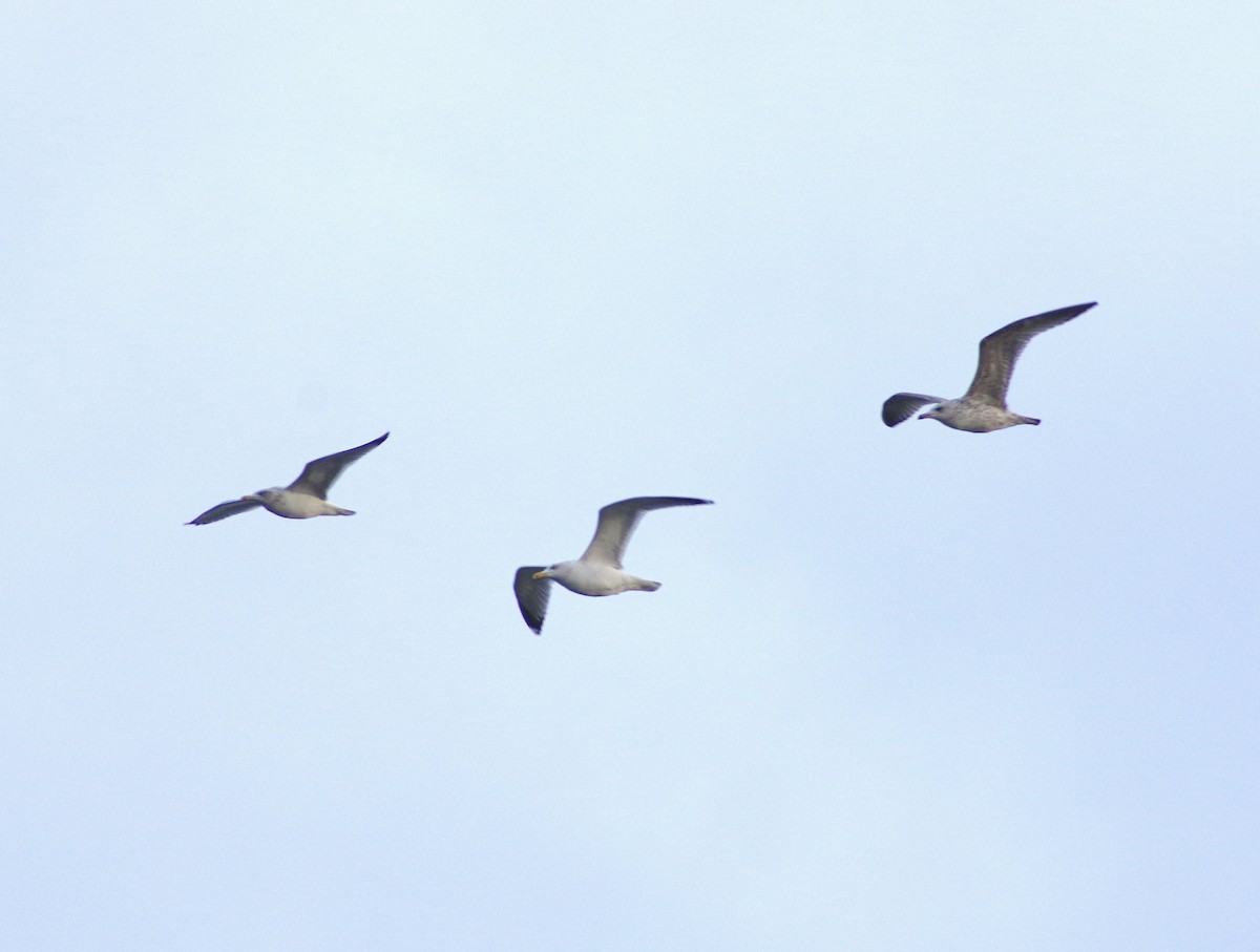 Herring Gull - Jurijs Silinevics