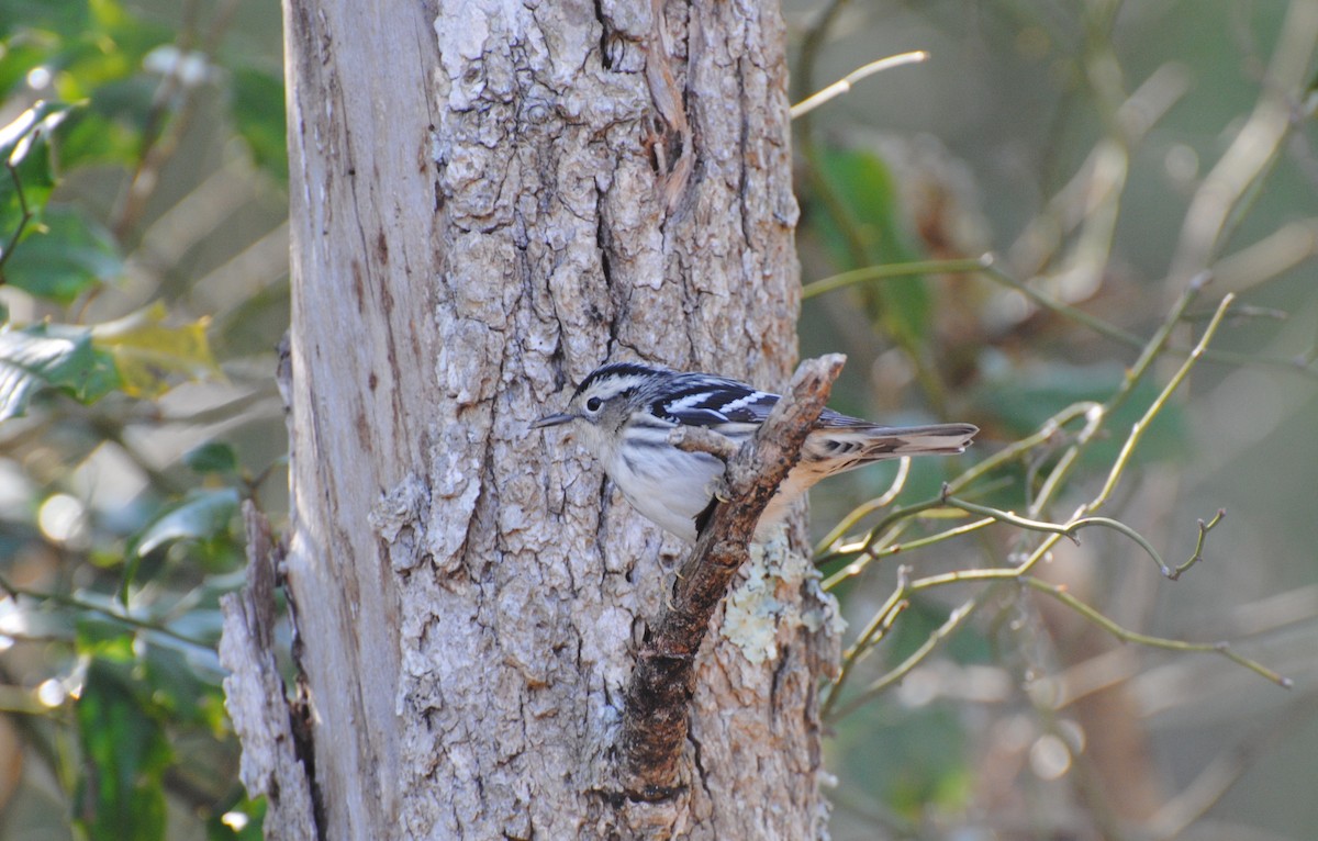 Black-and-white Warbler - ML219124931