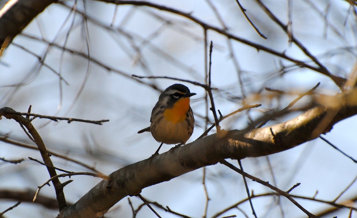 Yellow-throated Warbler (dominica/stoddardi) - ML219125001