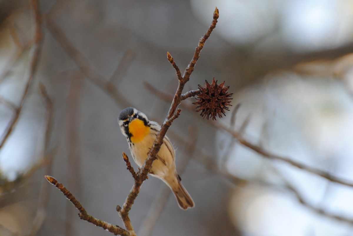 Yellow-throated Warbler (dominica/stoddardi) - ML219125021