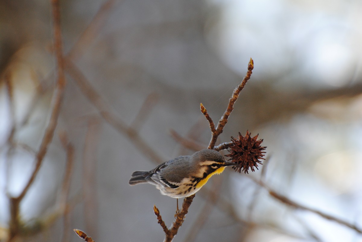 Yellow-throated Warbler (dominica/stoddardi) - ML219125081