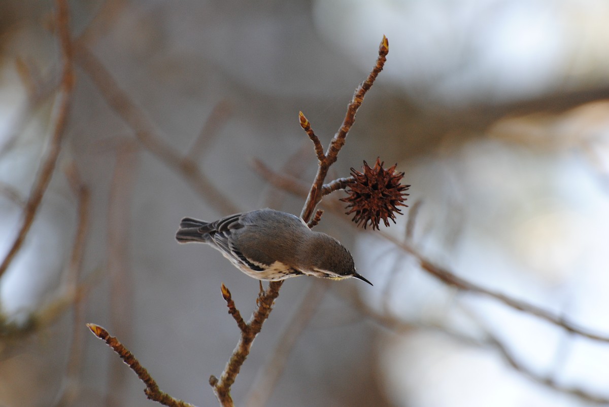 Yellow-throated Warbler (dominica/stoddardi) - ML219125101