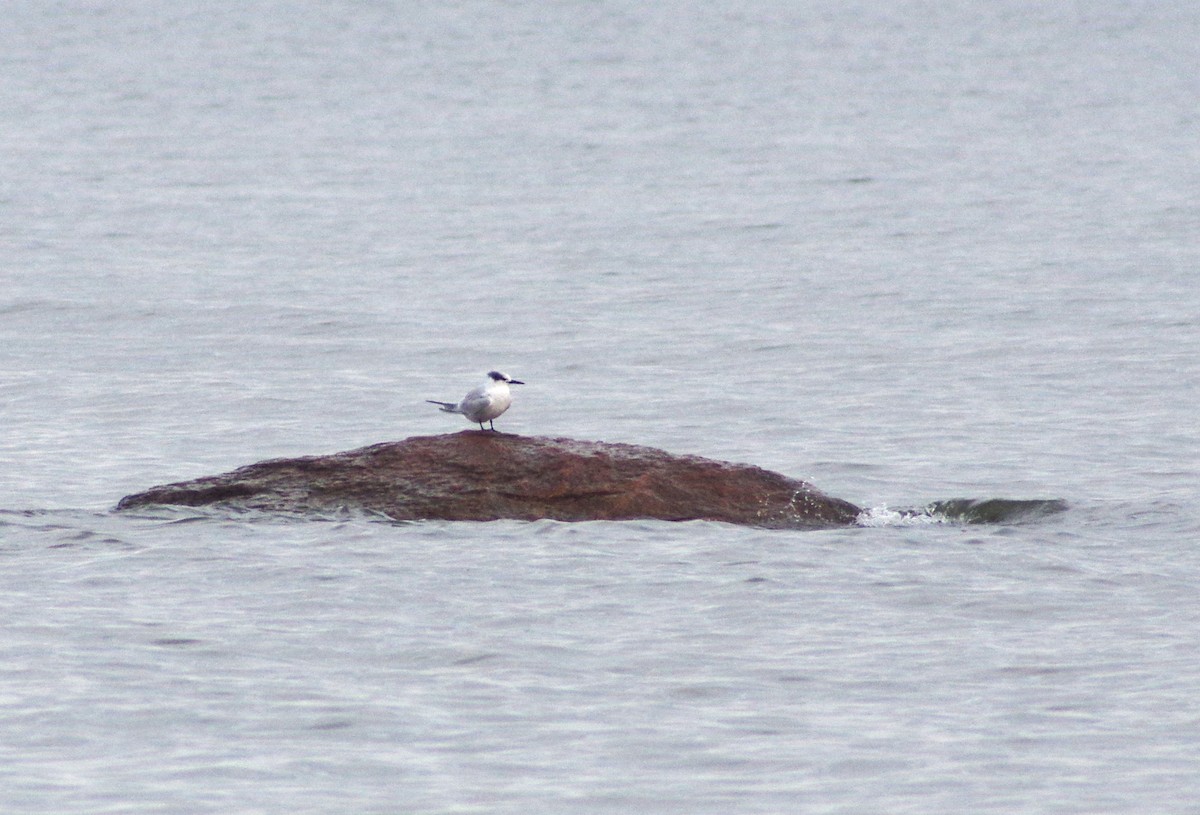 Sandwich Tern - Jurijs Silinevics