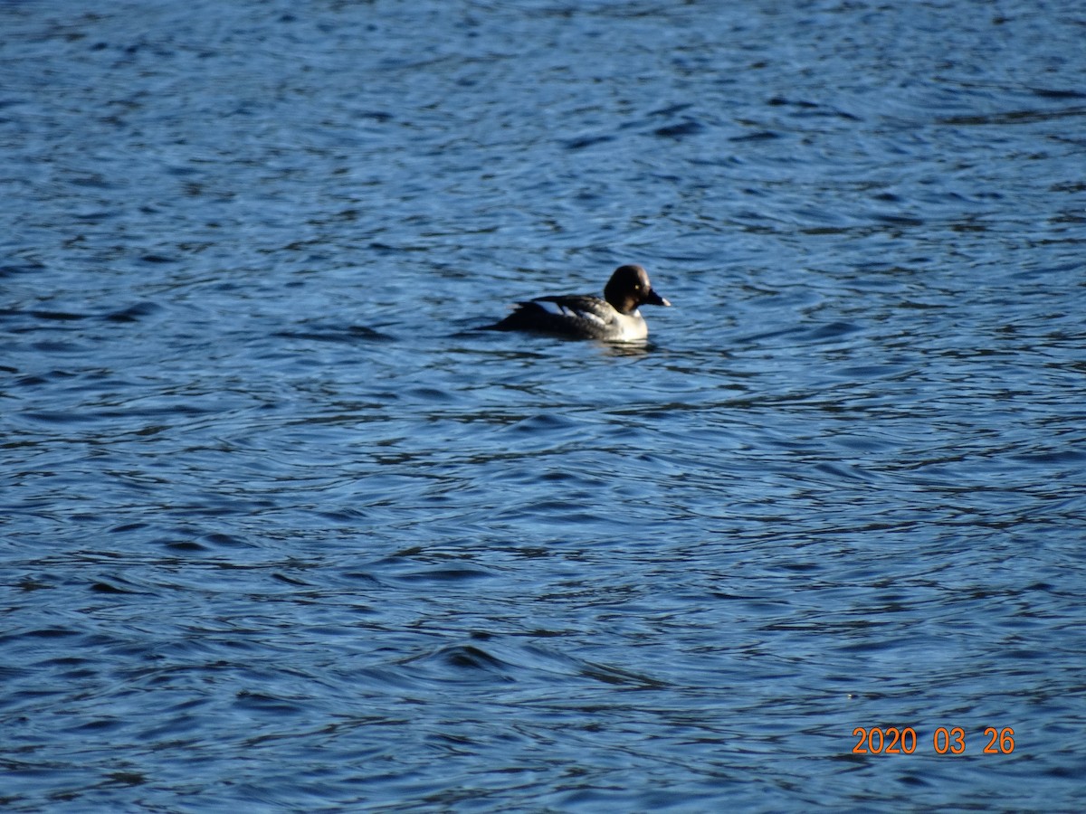 Barrow's Goldeneye - ML219126131