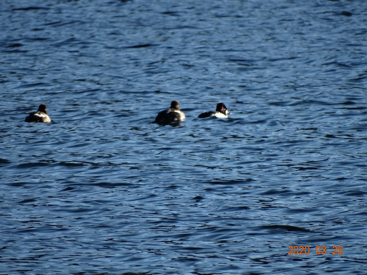 Barrow's Goldeneye - ML219126791