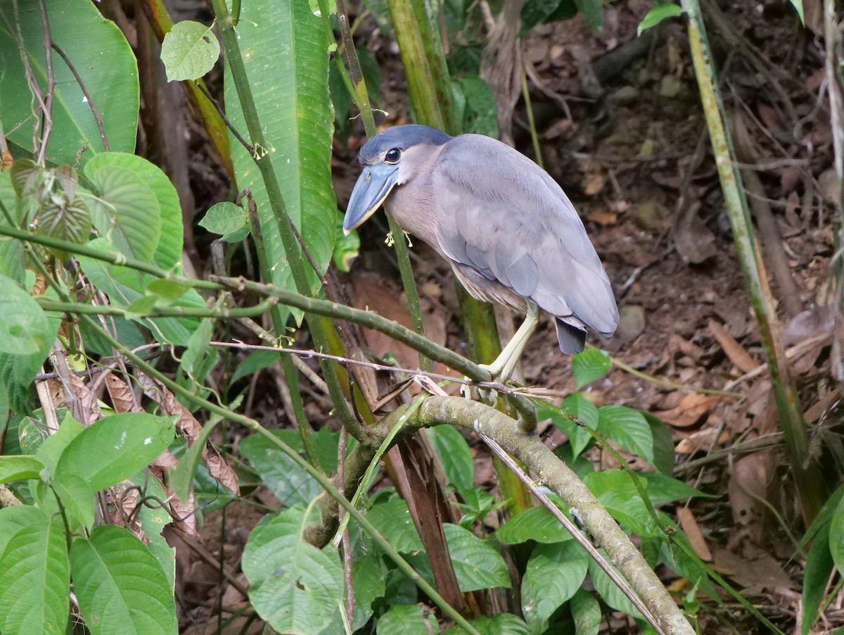 Boat-billed Heron - ML219127021