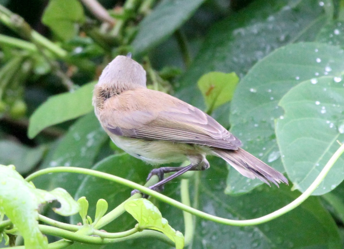 Rufous-sided Gerygone - ML219127401