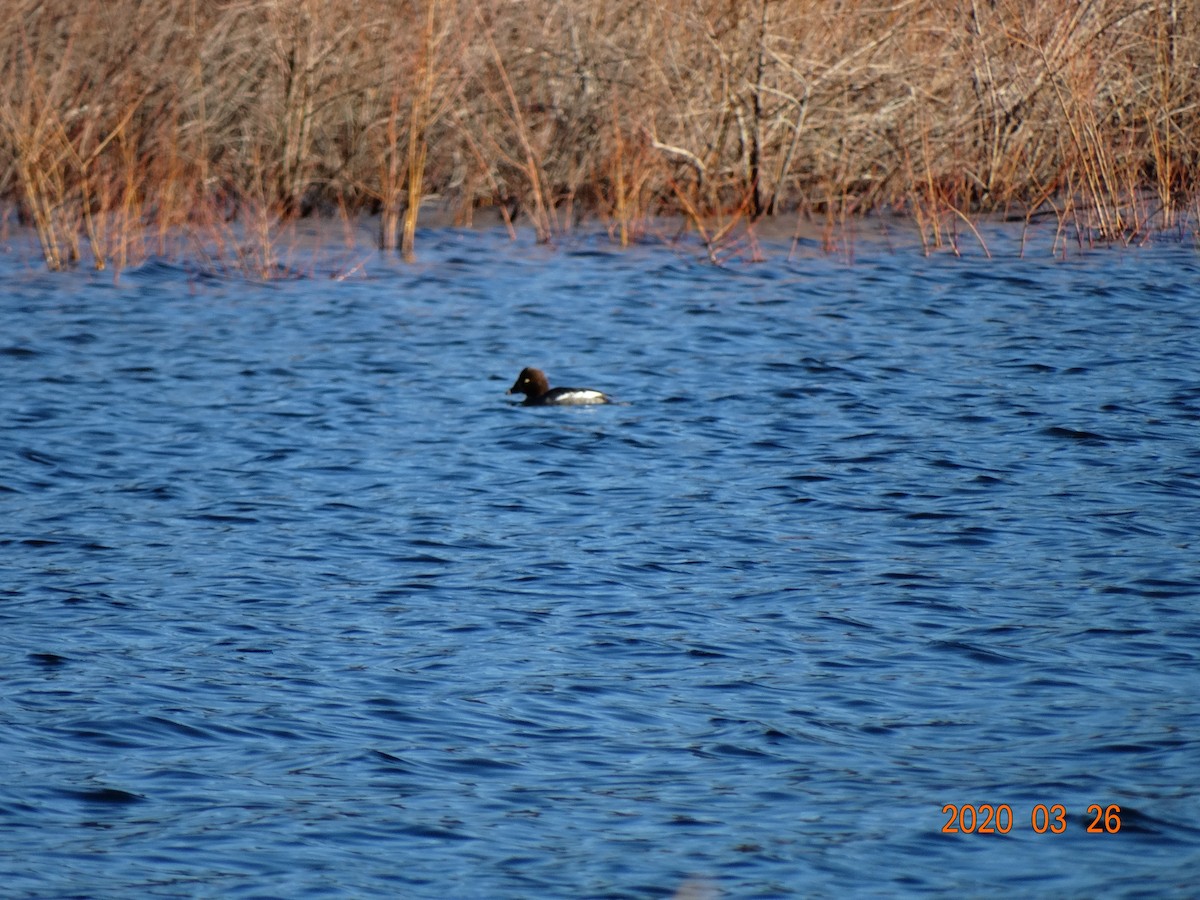 Barrow's Goldeneye - ML219127551