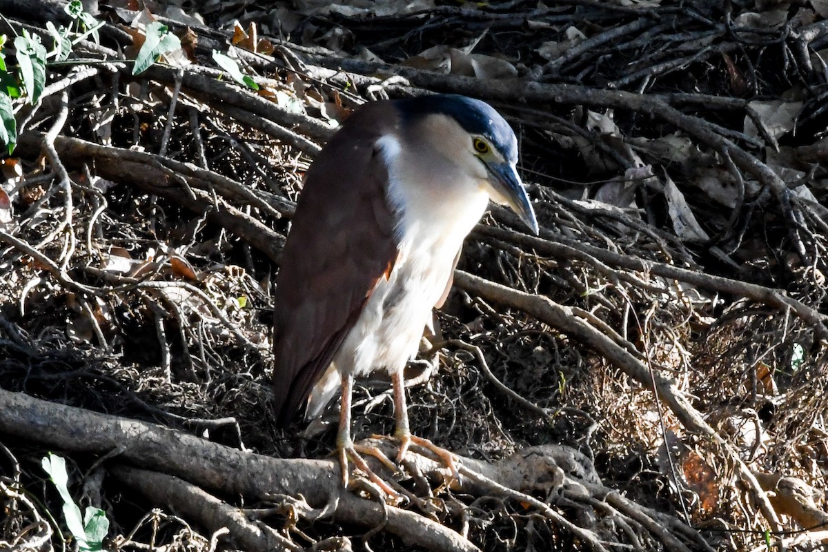 Nankeen Night Heron - Alison Bentley