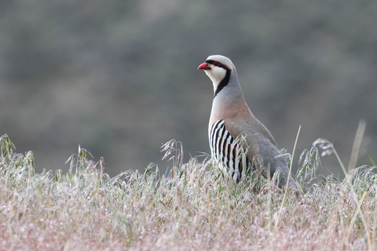 Chukar - ML219128921