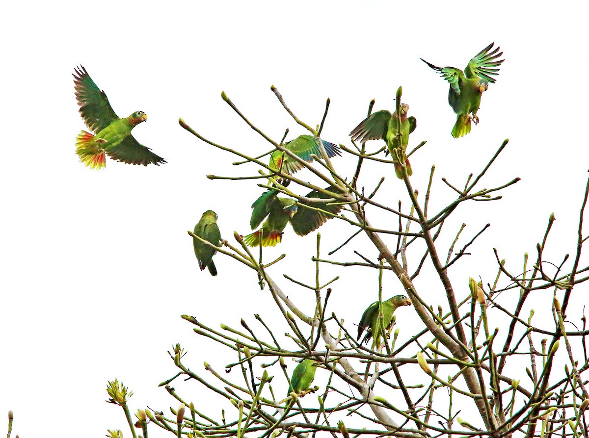 Yellow-billed Parrot - Brad Bergstrom
