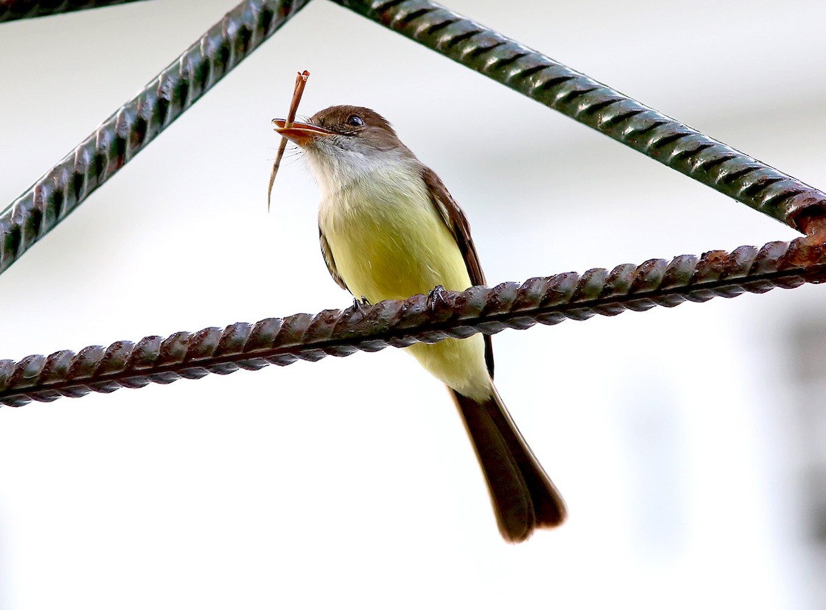 Sad Flycatcher - Brad Bergstrom