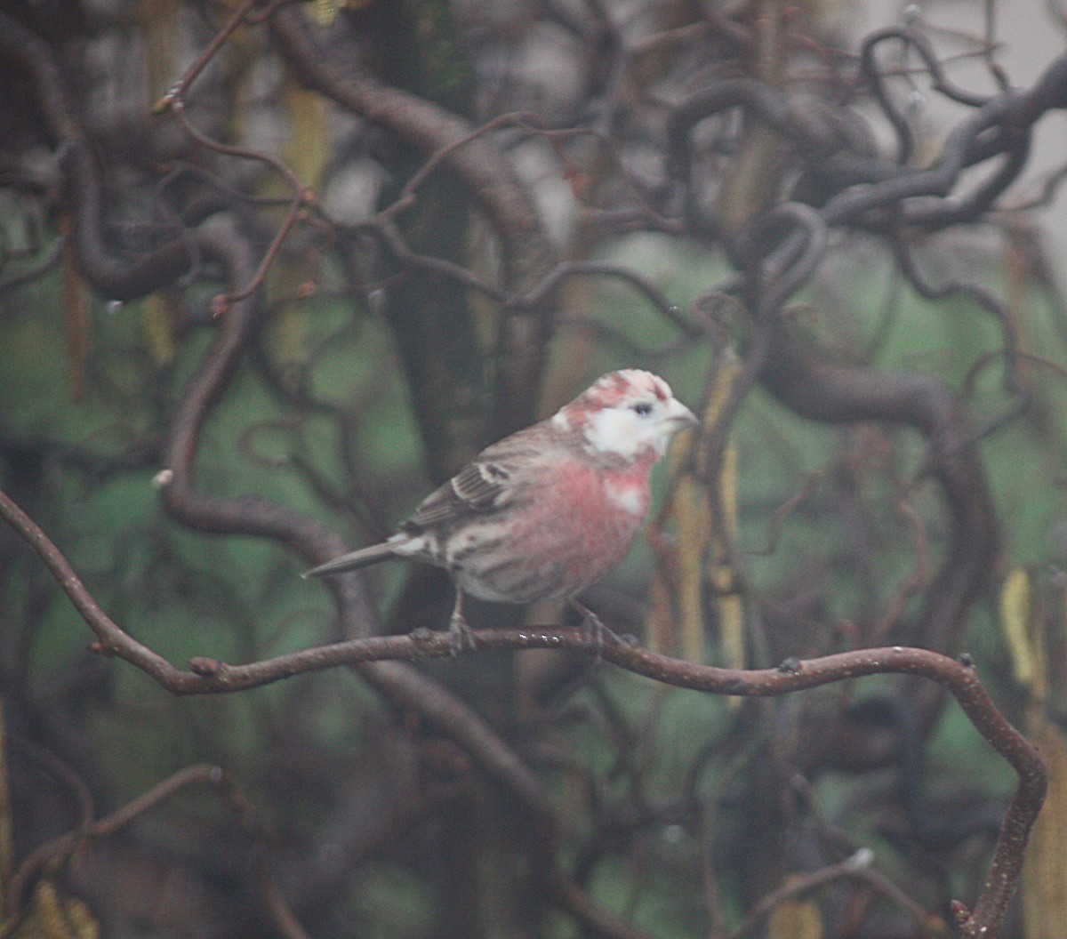 House Finch - ML219130881
