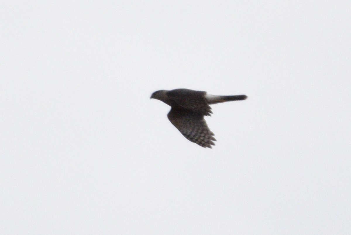 Cooper's Hawk - ML219132781