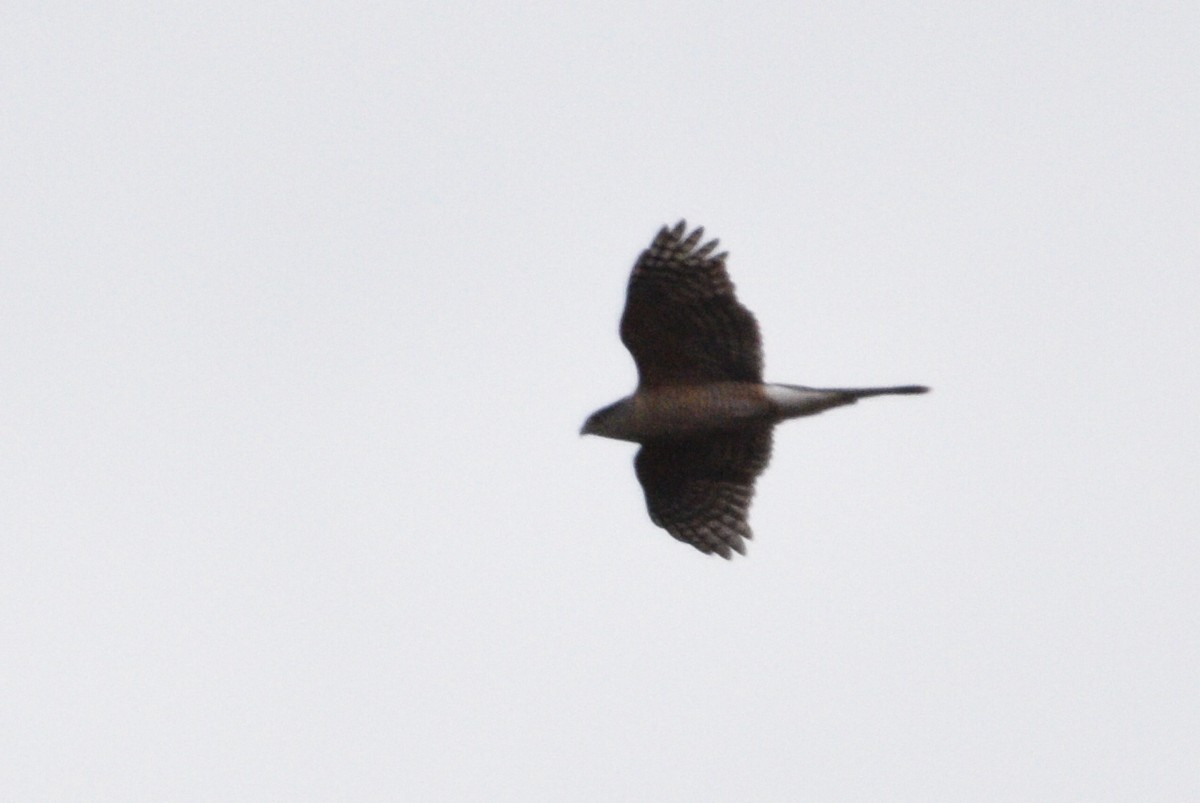 Cooper's Hawk - ML219132801