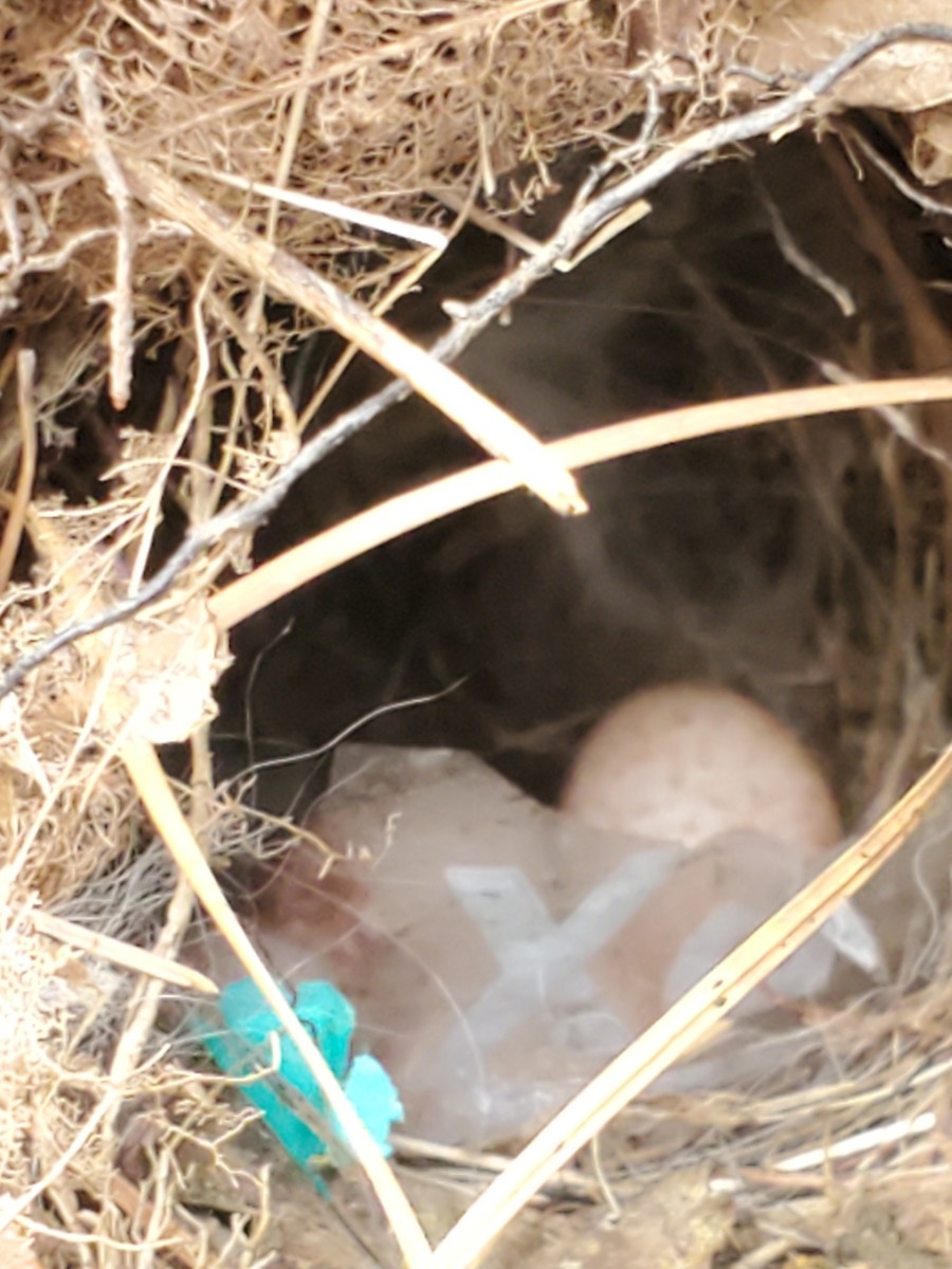 Carolina Wren - ML219132921