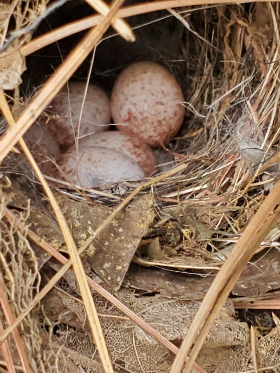 Carolina Wren - Trevor Palmer