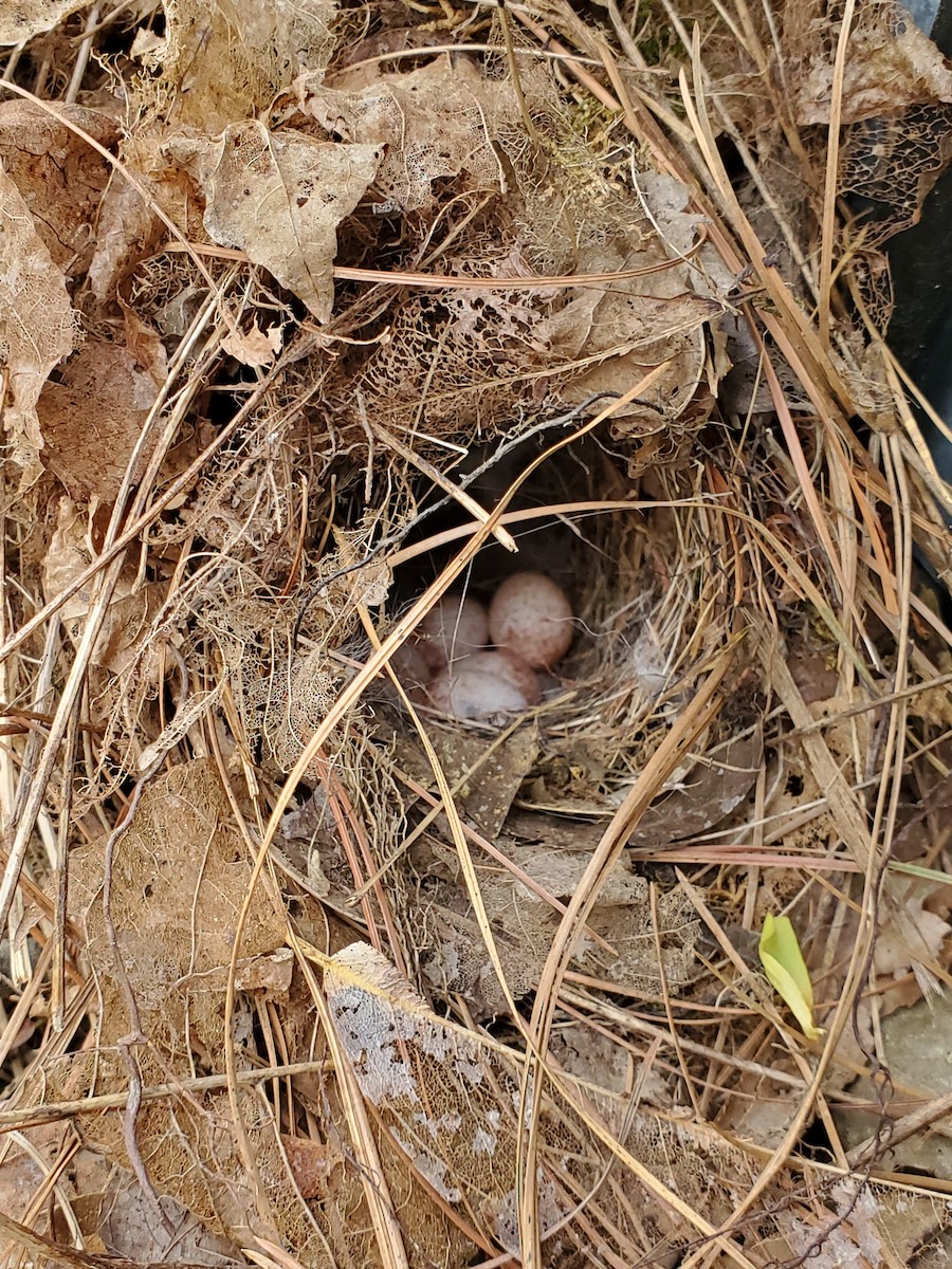 Carolina Wren - ML219133061