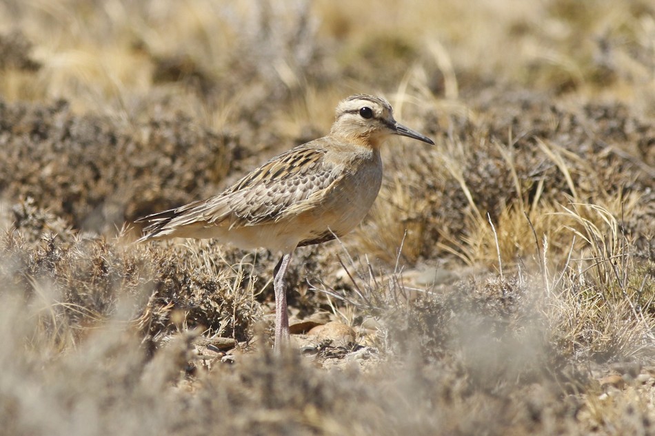 Chorlito Cabezón - ML219134231