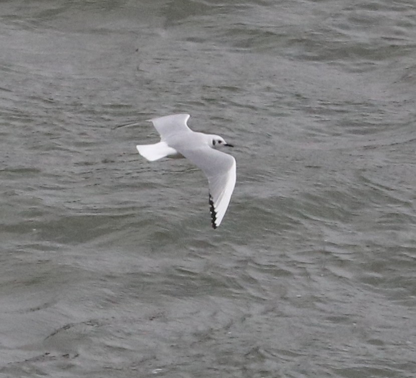 Bonaparte's Gull - Gary Tyson