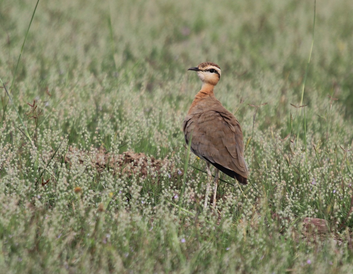 Indian Courser - ML219136281