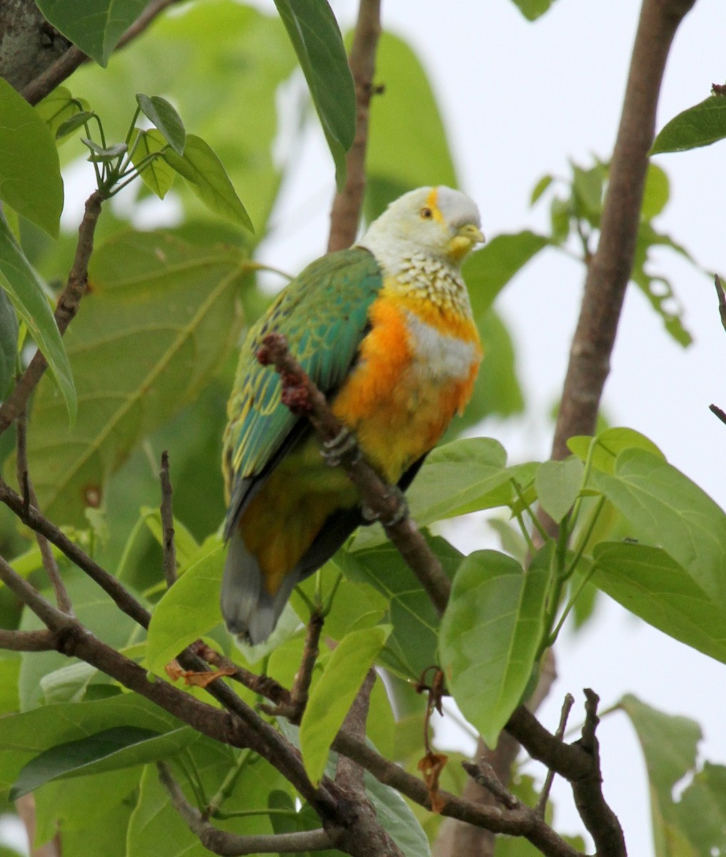 Rose-crowned Fruit-Dove - ML219137191