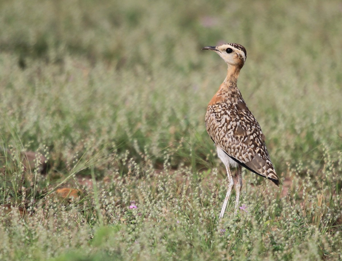 Indian Courser - ML219137441